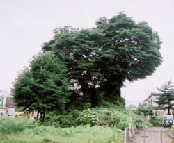 天司のけやき