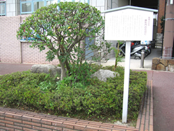 高槻城厩廊 枡形門の石垣石